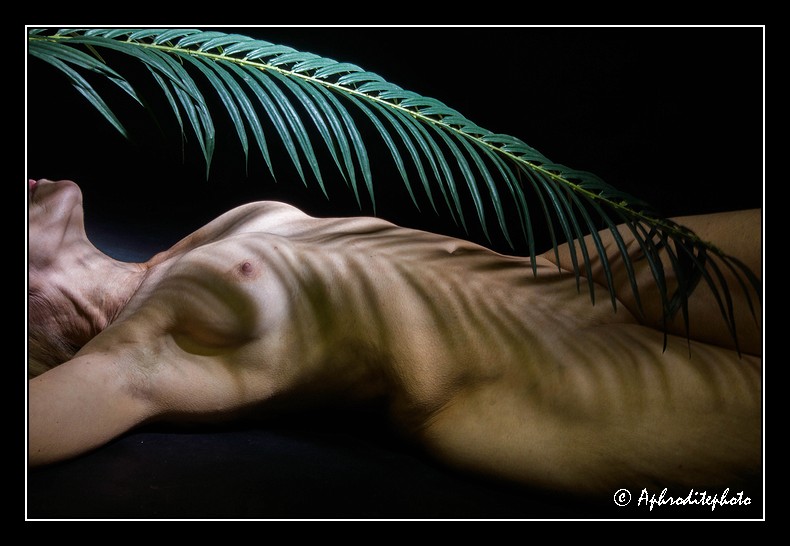 012 La palme verte 7